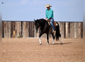 Kentucky Mountain Saddle Horse, Wallach, 5 Jahre, 147 cm, Rappe