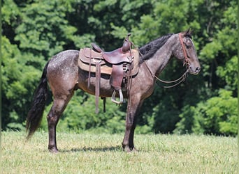 Kentucky Mountain Saddle Horse, Wallach, 5 Jahre, 150 cm, Schimmel