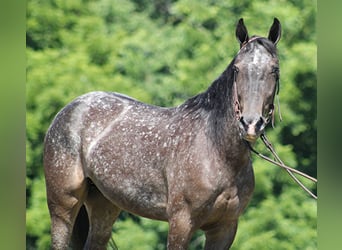 Kentucky Mountain Saddle Horse, Wallach, 5 Jahre, 150 cm, Schimmel
