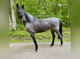 Kentucky Mountain Saddle Horse, Wallach, 5 Jahre, 152 cm, Rotbrauner