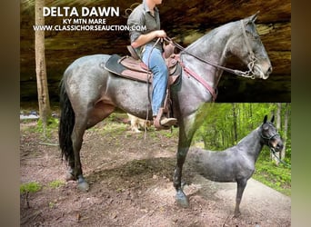 Kentucky Mountain Saddle Horse, Wallach, 5 Jahre, 152 cm, Rotbrauner