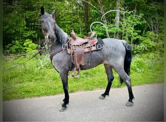 Kentucky Mountain Saddle Horse, Wallach, 5 Jahre, 152 cm, Rotbrauner
