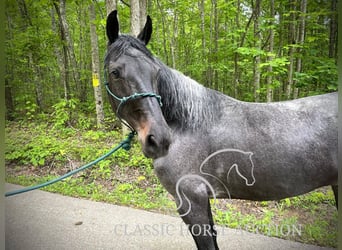 Kentucky Mountain Saddle Horse, Wallach, 5 Jahre, 152 cm, Rotbrauner