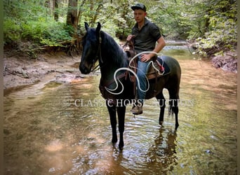 Kentucky Mountain Saddle Horse, Wallach, 5 Jahre, 152 cm, Rotbrauner