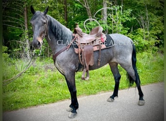 Kentucky Mountain Saddle Horse, Wallach, 5 Jahre, 152 cm, Rotbrauner