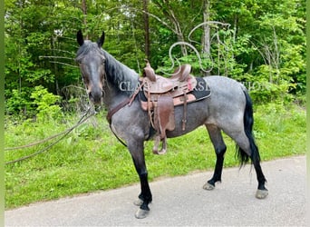 Kentucky Mountain Saddle Horse, Wallach, 5 Jahre, 152 cm, Rotbrauner