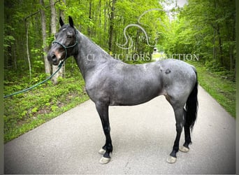 Kentucky Mountain Saddle Horse, Wallach, 5 Jahre, 152 cm, Rotbrauner