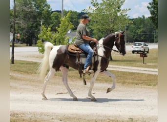 Kentucky Mountain Saddle Horse, Wallach, 5 Jahre, 160 cm, Tobiano-alle-Farben