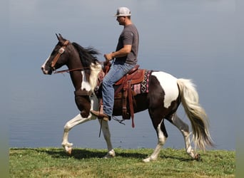 Kentucky Mountain Saddle Horse, Wallach, 5 Jahre, Tobiano-alle-Farben