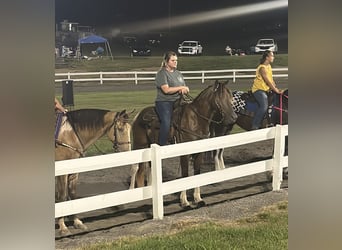 Kentucky Mountain Saddle Horse, Wallach, 6 Jahre, 147 cm, Champagne
