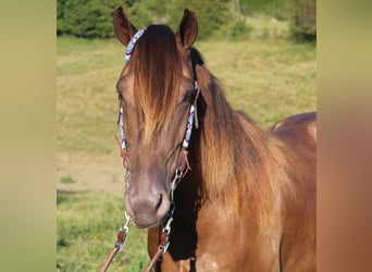 Kentucky Mountain Saddle Horse, Wallach, 6 Jahre, 147 cm, Champagne