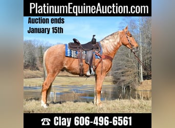 Kentucky Mountain Saddle Horse, Wallach, 6 Jahre, 152 cm, Palomino