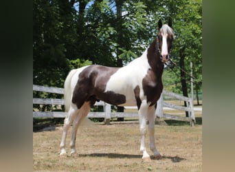 Kentucky Mountain Saddle Horse, Wallach, 6 Jahre, 160 cm, Tobiano-alle-Farben