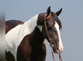 Kentucky Mountain Saddle Horse, Wallach, 6 Jahre, Tobiano-alle-Farben