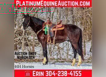 Kentucky Mountain Saddle Horse, Wallach, 7 Jahre, 152 cm, Rappe
