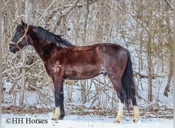 Kentucky Mountain Saddle Horse, Wallach, 7 Jahre, 152 cm, Rappe