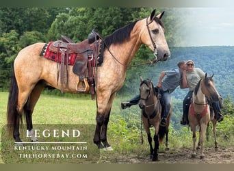 Kentucky Mountain Saddle Horse, Wallach, 7 Jahre, 155 cm, Buckskin