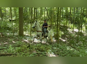 Kentucky Mountain Saddle Horse, Wallach, 7 Jahre, 157 cm, Schimmel