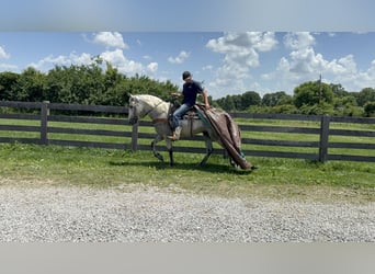 Kentucky Mountain Saddle Horse, Wallach, 7 Jahre, 157 cm, Schimmel