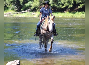 Kentucky Mountain Saddle Horse, Wallach, 7 Jahre, 160 cm, Champagne