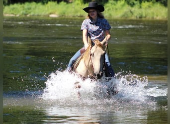 Kentucky Mountain Saddle Horse, Wallach, 7 Jahre, 160 cm, Champagne