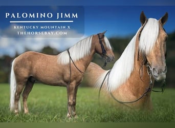 Kentucky Mountain Saddle Horse Mix, Wallach, 8 Jahre, 132 cm, Palomino