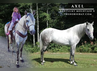 Kentucky Mountain Saddle Horse, Wallach, 8 Jahre, 147 cm, Apfelschimmel