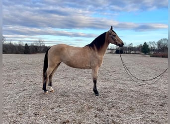 Kentucky Mountain Saddle Horse, Wallach, 8 Jahre, 152 cm, Buckskin