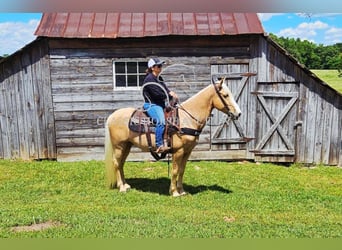 Kentucky Mountain Saddle Horse, Wallach, 8 Jahre, 152 cm, Palomino