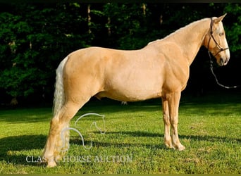 Kentucky Mountain Saddle Horse, Wallach, 8 Jahre, 152 cm, Palomino