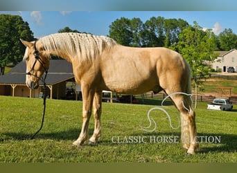 Kentucky Mountain Saddle Horse, Wallach, 8 Jahre, 152 cm, Palomino
