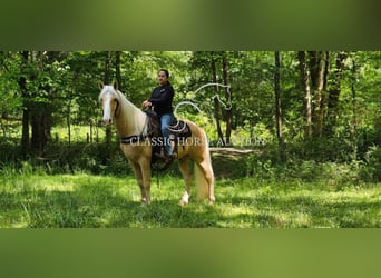 Kentucky Mountain Saddle Horse, Wallach, 8 Jahre, 152 cm, Palomino