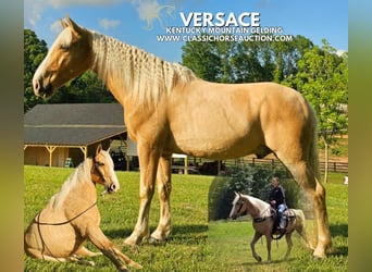 Kentucky Mountain Saddle Horse, Wallach, 8 Jahre, 152 cm, Palomino