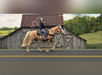 Kentucky Mountain Saddle Horse, Wallach, 8 Jahre, 152 cm, Palomino