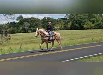Kentucky Mountain Saddle Horse, Wallach, 8 Jahre, 152 cm, Palomino