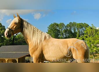 Kentucky Mountain Saddle Horse, Wallach, 8 Jahre, 152 cm, Palomino