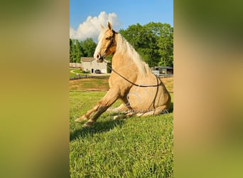 Kentucky Mountain Saddle Horse, Wallach, 8 Jahre, 152 cm, Palomino