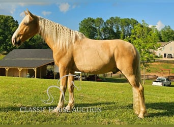 Kentucky Mountain Saddle Horse, Wallach, 8 Jahre, 152 cm, Palomino