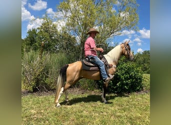 Kentucky Mountain Saddle Horse, Wallach, 9 Jahre, 142 cm, Buckskin