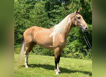 Kentucky Mountain Saddle Horse, Wallach, 9 Jahre, 142 cm, Buckskin
