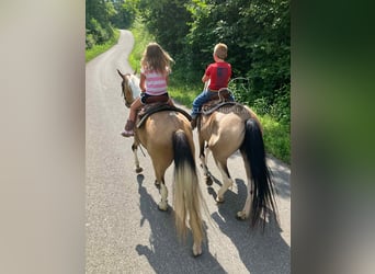 Kentucky Mountain Saddle Horse, Wallach, 9 Jahre, 142 cm, Buckskin
