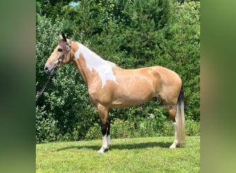 Kentucky Mountain Saddle Horse, Wallach, 9 Jahre, 142 cm, Buckskin