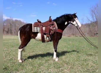 Kentucky Mountain Saddle Horse, Wallach, 9 Jahre, 147 cm, Tobiano-alle-Farben