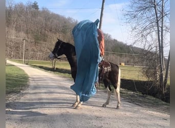 Kentucky Mountain Saddle Horse, Wallach, 9 Jahre, 147 cm, Tobiano-alle-Farben