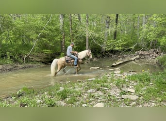 Kentucky Mountain Saddle Horse, Wallach, 9 Jahre, 152 cm, Palomino