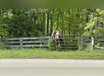 Kentucky Mountain Saddle Horse, Wallach, 9 Jahre, 152 cm, Palomino