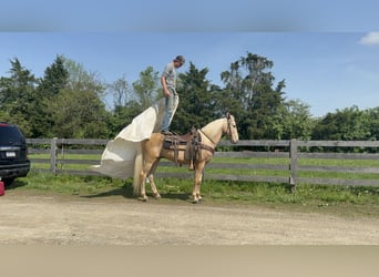 Kentucky Mountain Saddle Horse, Wallach, 9 Jahre, 152 cm, Palomino