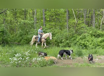 Kentucky Mountain Saddle Horse, Wallach, 9 Jahre, 152 cm, Palomino