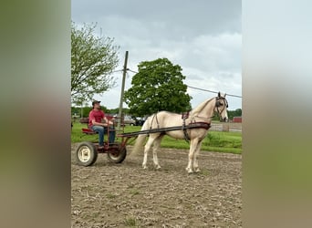 Kentucky Mountain Saddle Horse, Wallach, 9 Jahre, 152 cm, Palomino