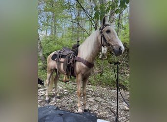 Kentucky Mountain Saddle Horse, Wallach, 9 Jahre, 152 cm, Palomino
